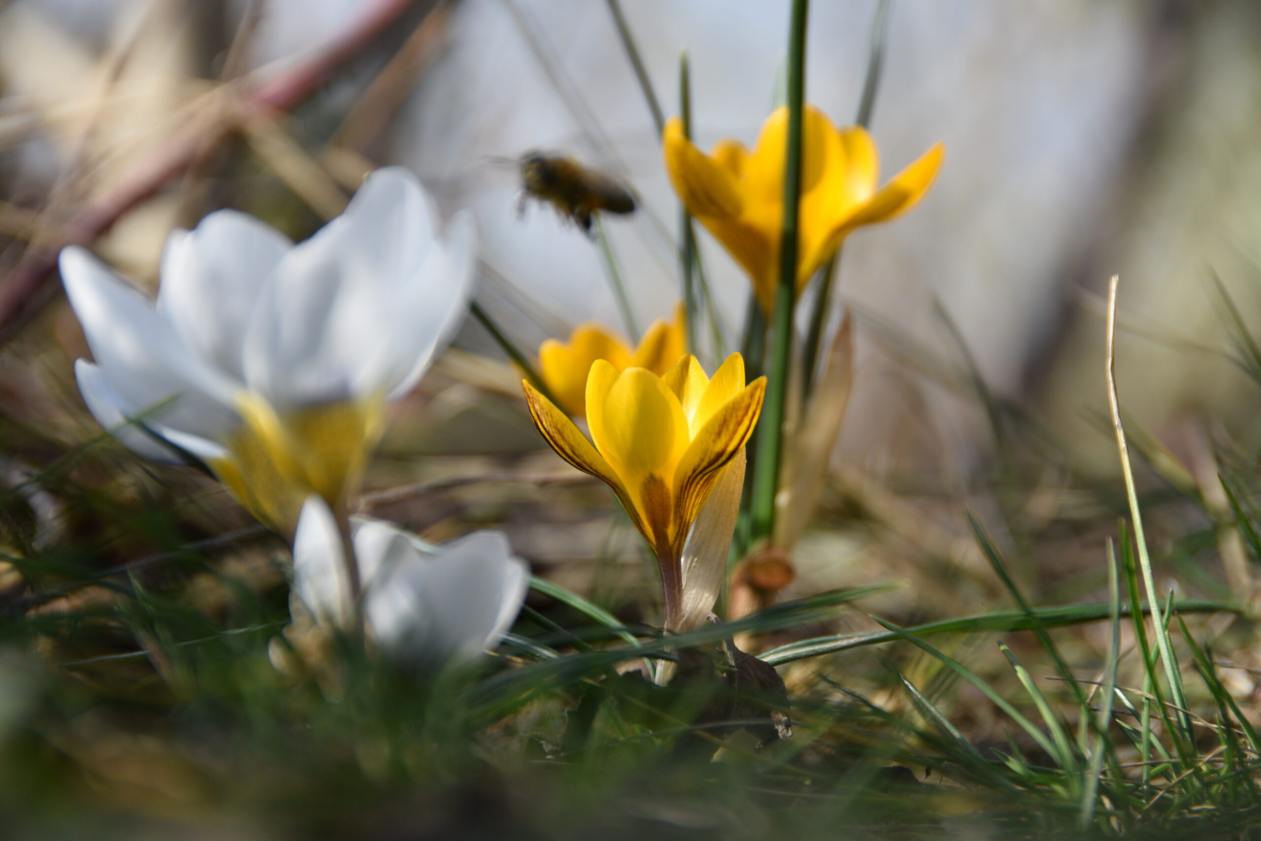 Foto: Rainer Altmann